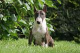 BULL TERRIER MINIATURE 142